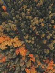 Rebirth of the Urban