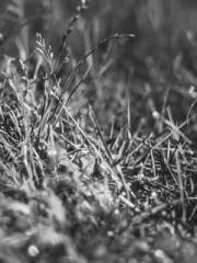 lt;Ye Qingyun, Tiany