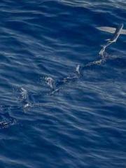 My seven stunning an