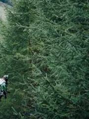 A Lifetime of Captiv