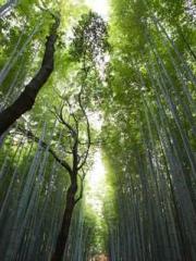 First Era, Dragon Lo