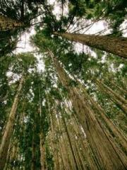 The Sovereign of the