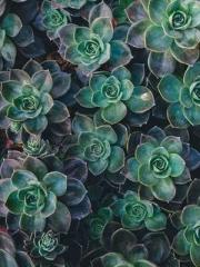 The Rebirth of a Phy