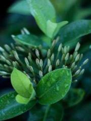 One person opens the