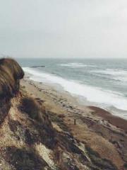 Reborn in the Apocal