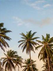 lt;lt;lt;The Peerles