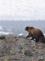 One Pregnancy, Two B